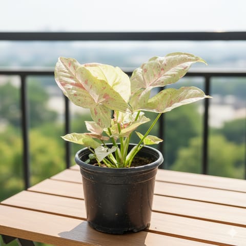 Syngonium Candyfloss in 4 Inch Nursery Pot