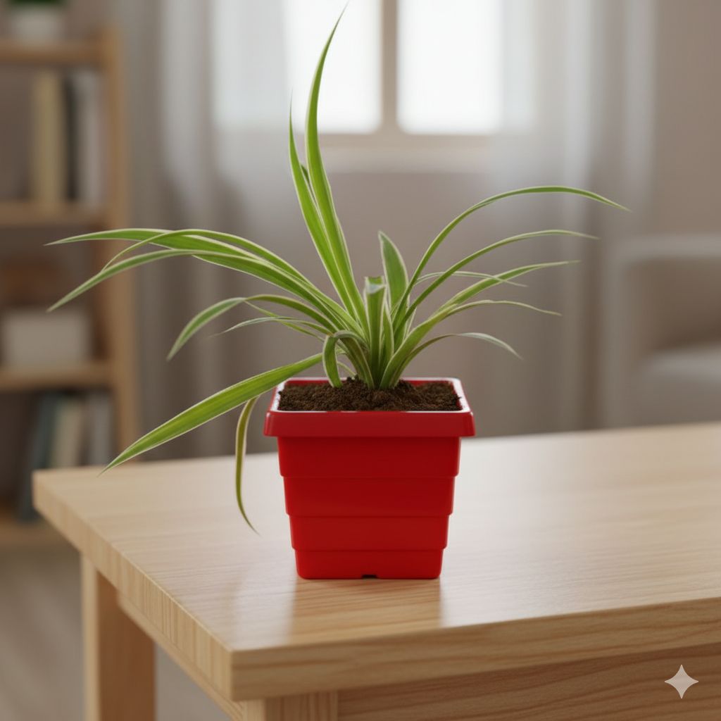 Spider in 4 Inch Red Premium Orchid Square Plastic Pot