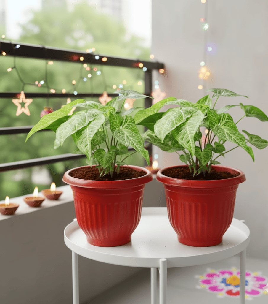 Set of 2 - Syngonium Green in 8 Inch Terracotta Red Olive Plastic Pot