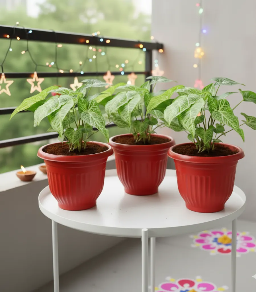 Set of 3 - Syngonium Green in 8 Inch Terracotta Red Olive Plastic Pot