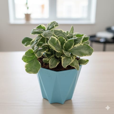 Alternanthera Variegated in 4 Inch Blue Marble Premium Diamanti Plastic Pot