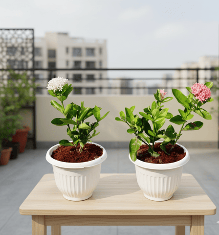 Set of 2 - Ixora Dwarf (Any Colour) in 8 Inch White Olive Plastic Pot