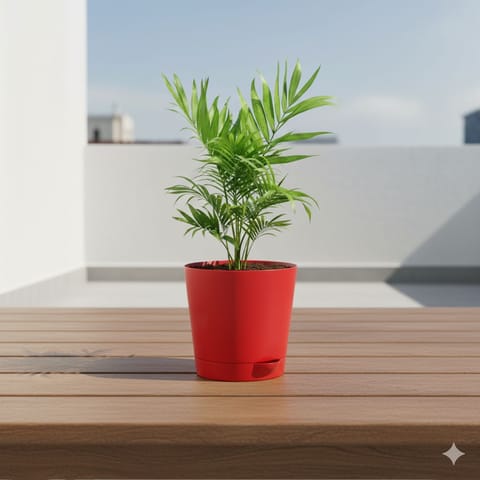 Chameadorea Palm in 4 Red Florence Self Watering Pot