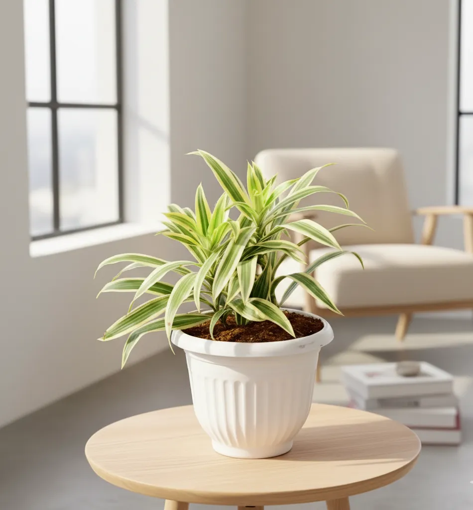 Song of India in 8 Inch White Olive Plastic Pot