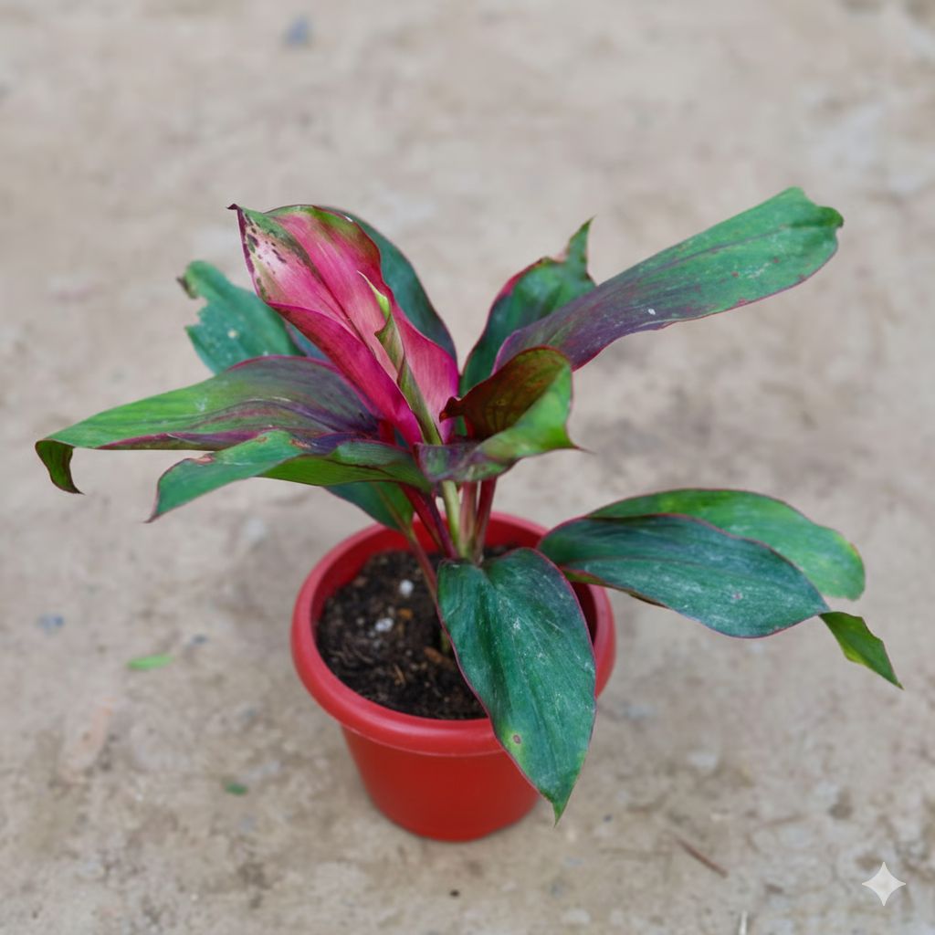 Dracaena Kedarnath in 6 Inch Red White Plastic Pot