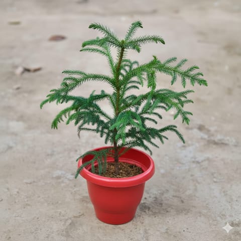 Araucaria / Christmas Tree in 8 Inch Classy Red Plastic Pot
