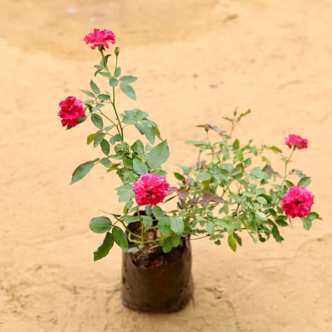 Kashmiri Rose Red in 6 Inch Nursery Bag