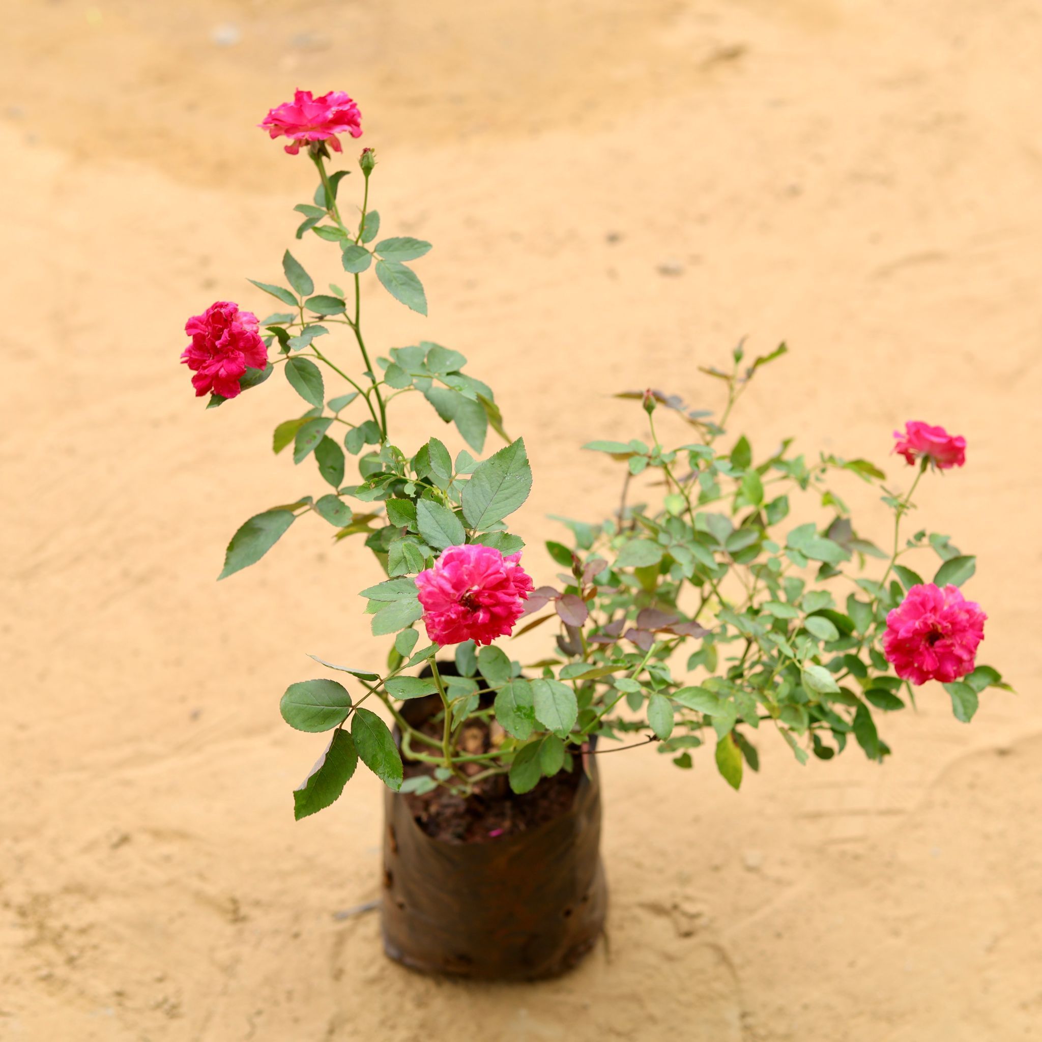 Kashmiri Rose Red in 6 Inch Nursery Bag