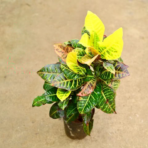Croton Petra in 6 Inch Nursery Pot