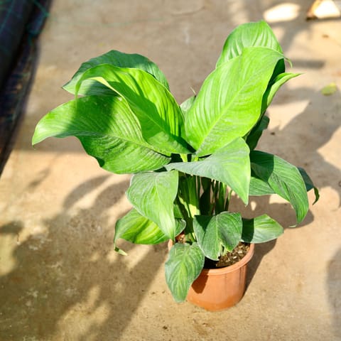 Peace Lily in 6 Inch Nursery Pot