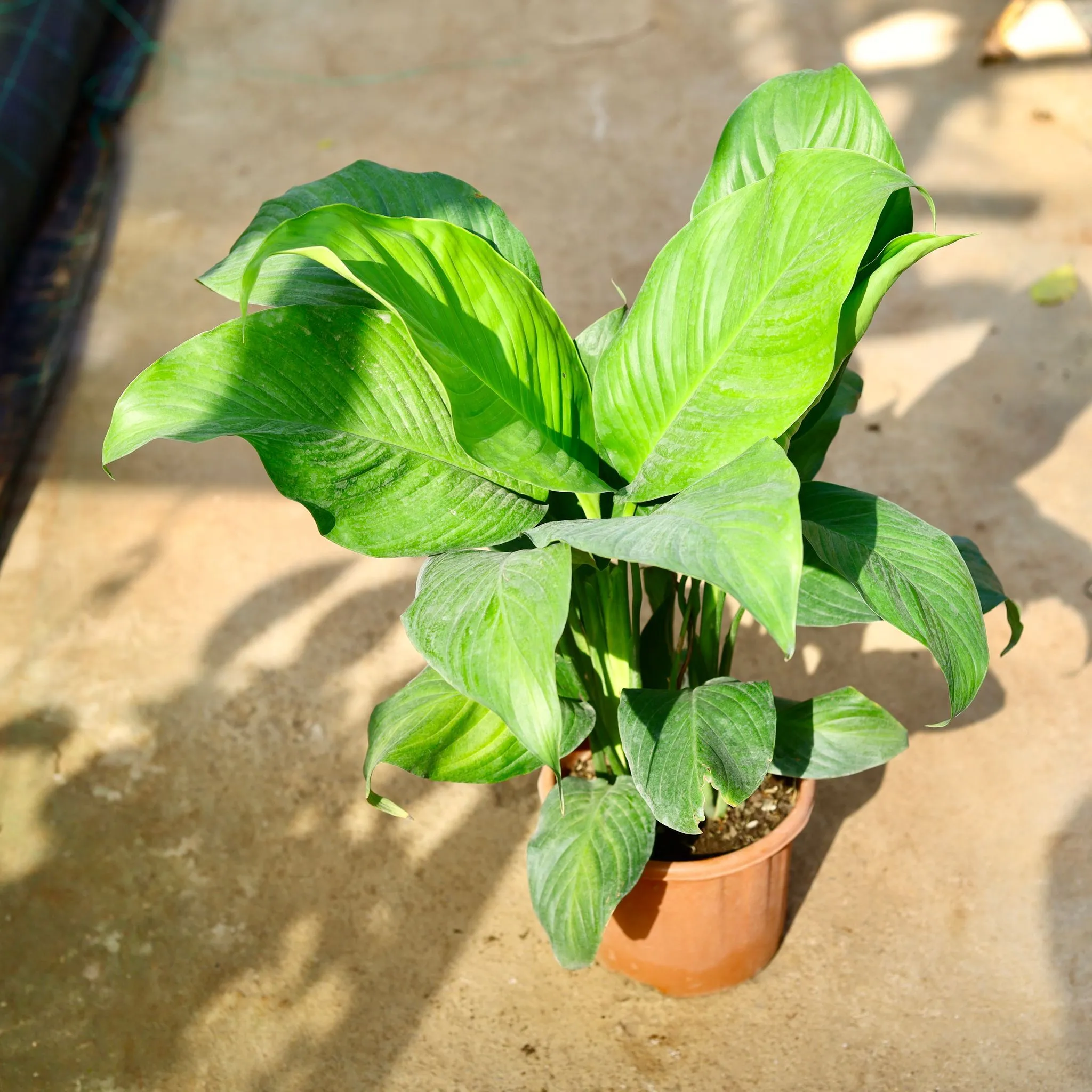 Peace Lily in 6 Inch Nursery Pot