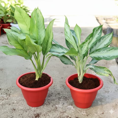 Air Purifying - Set Of 2 - Aglaonema (Maria Christiana & Emerald Bay) in 10 Inch Classy Red Plastic Pot