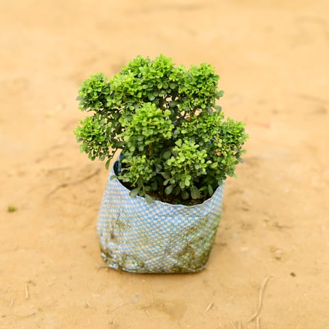 Table Kamini in 4 Inch Nursery Bag