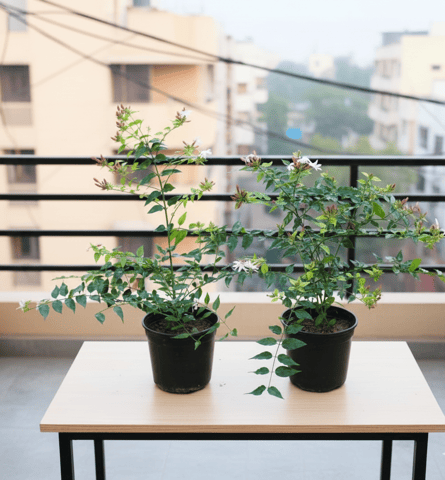 Set of 2 - Kund Bel / Star Jasmine white in 6 Inch Nursery Pot