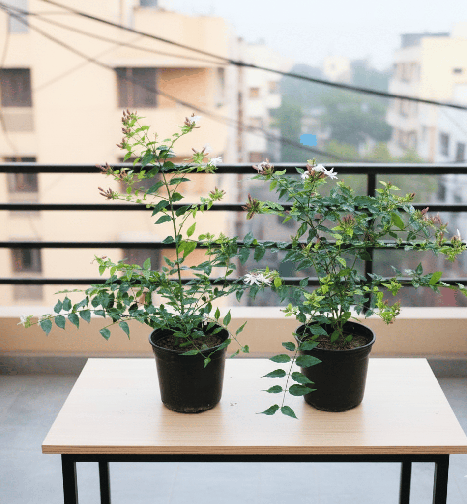 Set of 2 - Kund Bel / Star Jasmine white in 6 Inch Nursery Pot