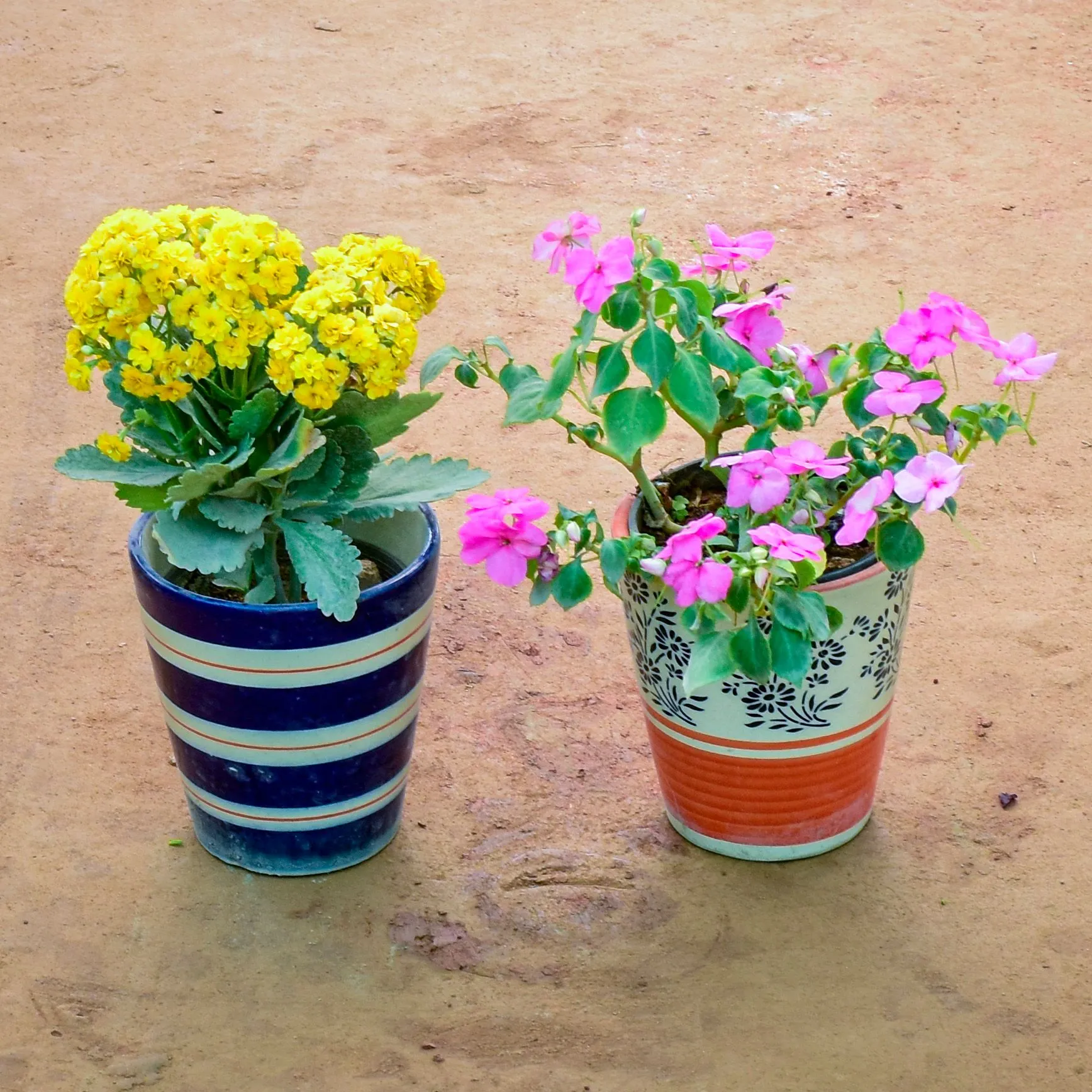 Set of 2 - Balsam & Kalanchoe (Any Colour) in 6 Inch Balti Designer Ceramic Pot (Any Colour) (Any Design)