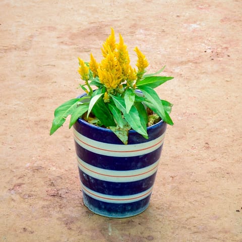 Celosia / Cockscomb Yellow in 6 Inch Balti Designer Ceramic Pot (Any Colour) (Any Design)