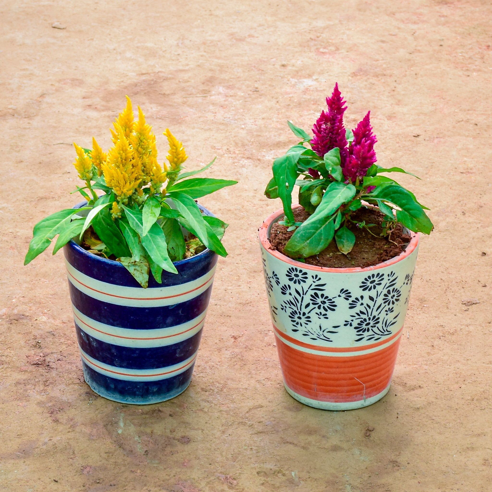 Set of 2 - Celosia / Cockscomb (Any Colour) in 6 Inch Balti Designer Ceramic Pot (Any Colour) (Any Design)