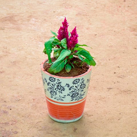 Celosia / Cockscomb Pink in 6 Inch Live Plant Balti Designer Ceramic Pot (Any Colour) (Any Design)
