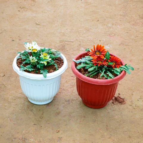 Set of 2 - Gazania (Any Colour) in 8 Inch Olive Plastic Pot (Any Colour)