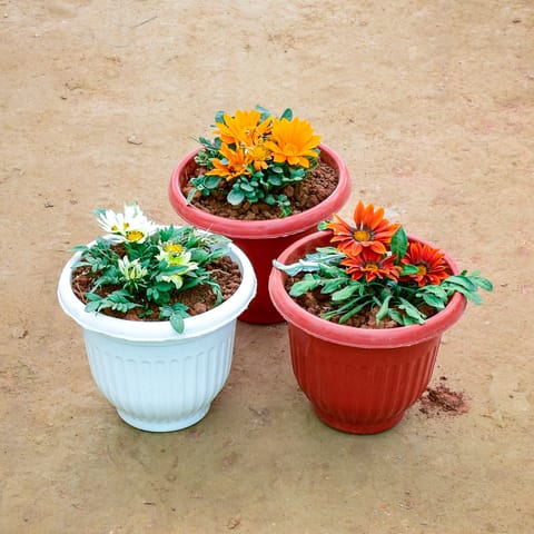 Set of 3 - Gazania (Any Colour) in 8 Inch Olive Plastic Pot (Any Colour)