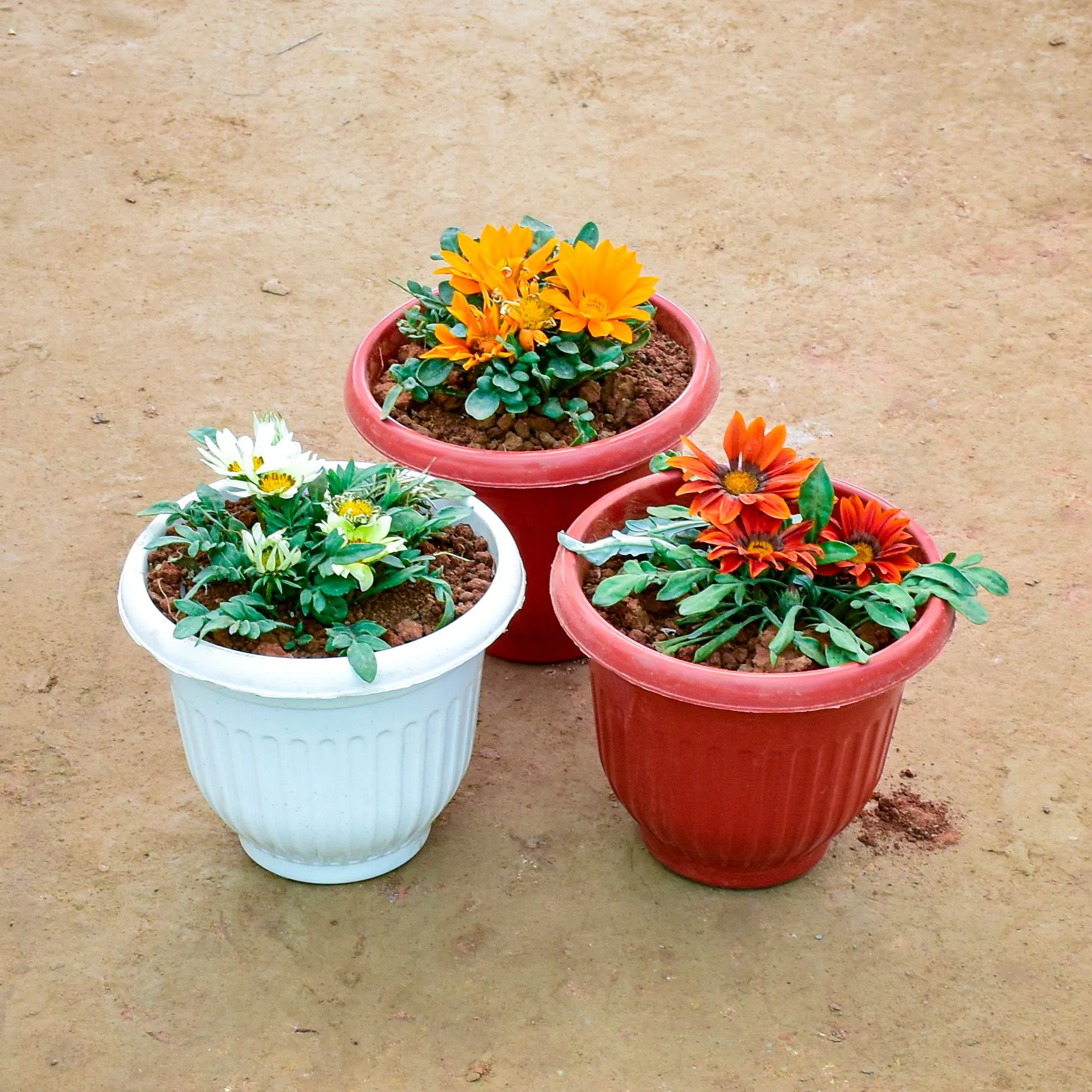 Set of 3 - Gazania (Any Colour) in 8 Inch Olive Plastic Pot (Any Colour)