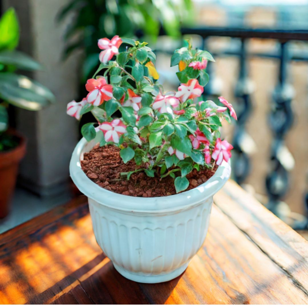 Balsam (Any Colour) in 8 Inch White Olive Plastic Pot