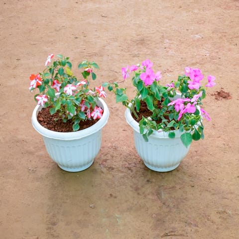 Set of 2 - Balsam (Any Colour) in 8 Inch Live Plant White Olive Plastic Pot