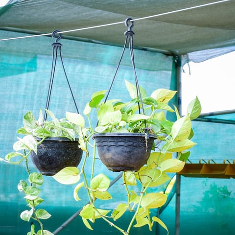 Set of 2 - Money Plant (Marble & Golden) in 6 Inch Black Hanging Basket