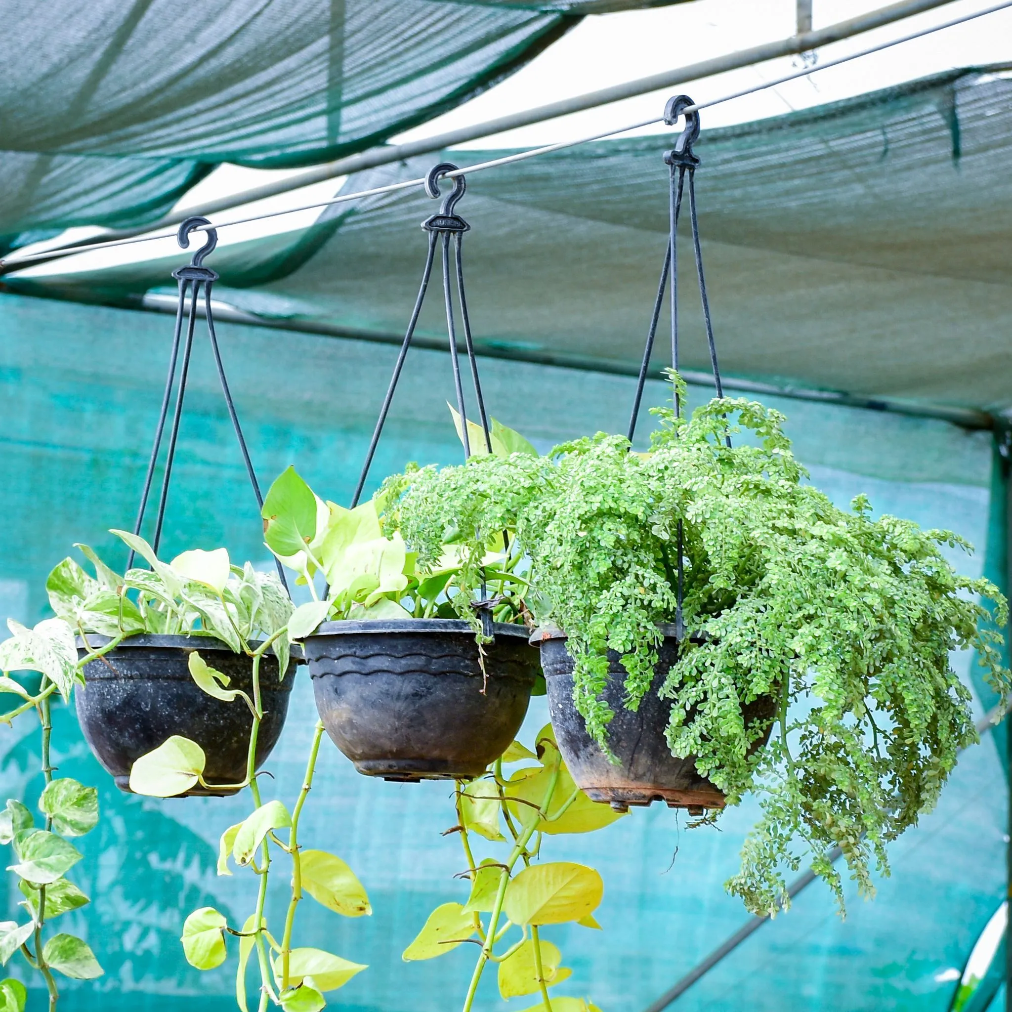 Set of 3 - Pilea Microphylla & Money Plant (Green & Golden) in 6 Inch Black Hanging Basket