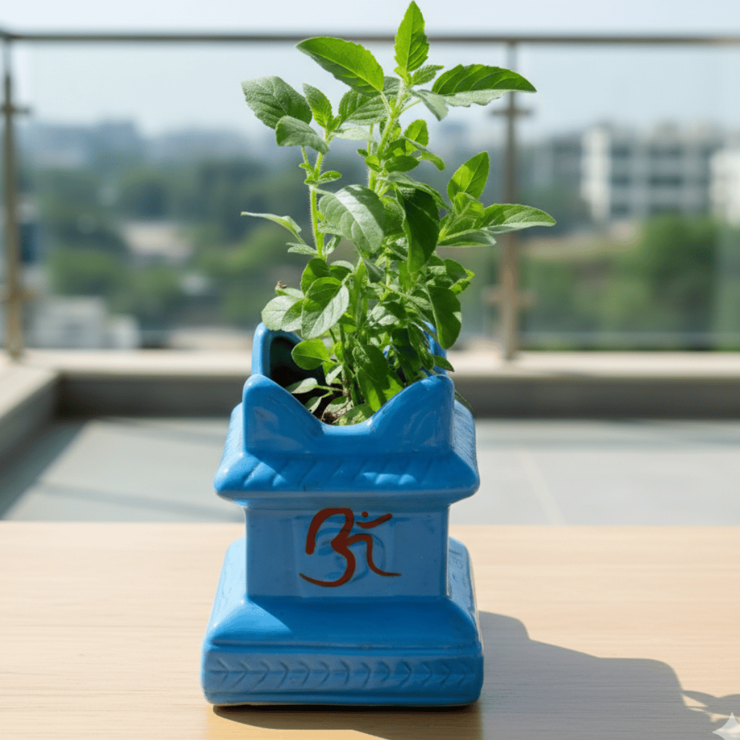 Holy Tulsi in 4 Inch Ceramic Pot (Any Design & Colour)