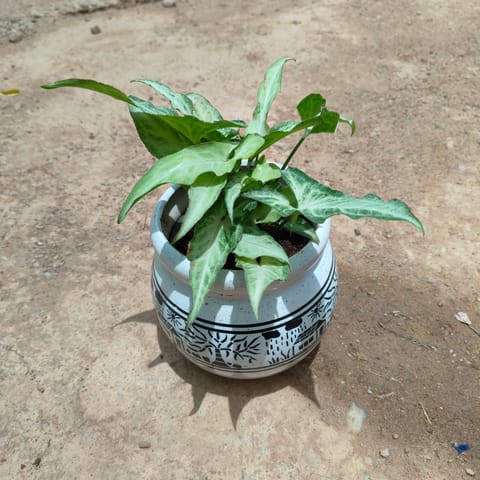 Syngonium Narrow in 6 Inch Live Fresh Plant Matki Designer Ceramic Pot (any design) (any colour) in Dlf Phase 2