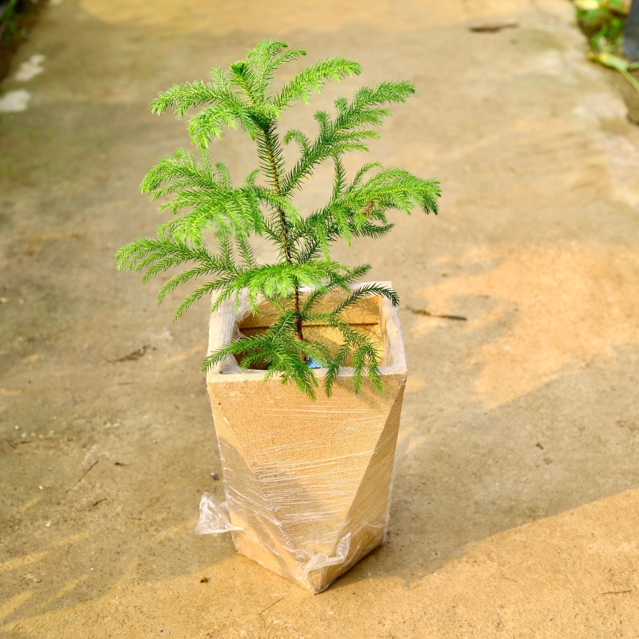 Araucaria / Christmas Tree in 8 X 12 Inch Sandstone Premium Fantasia Fiberglass Planter- Durable large size decorative fiber pot for indoor outdoor plants with 5 year warranty