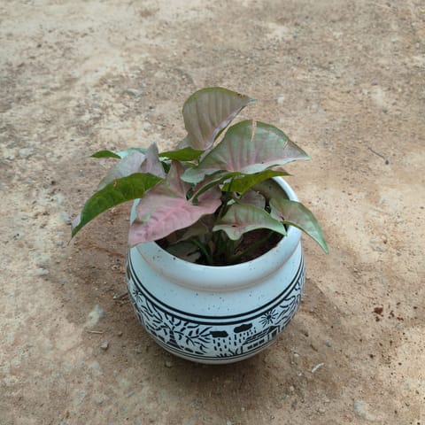 Syngonium Pink in 6 Inch Matki Designer Ceramic Pot (any design) (any colour)
