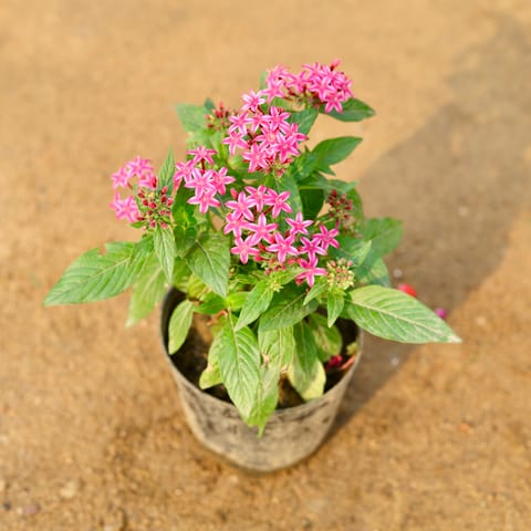 Pentas (any colour) in 6 Inch Nursery Pot