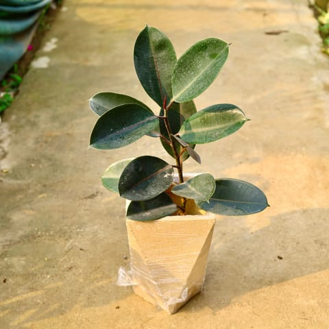 Rubber Black in 8 X 12 Inch Sandstone Premium Fantasia Fiberglass Planter- Durable large size decorative fiber pot for indoor outdoor plants with 5 year warranty