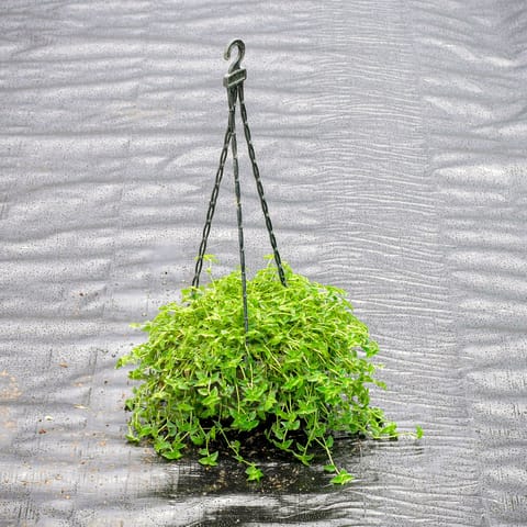 Turtle Vine Green in 6 Inch Hanging Pot