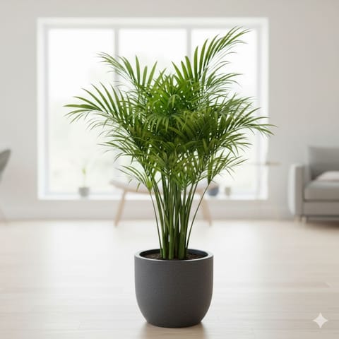 Areca Palm (~ 3 ft) in 12 X 12 Inch Grey Premium Orbis Fiberglass Planter with tray- Durable large size decorative fiber pot for indoor outdoor plants with 5 year warranty