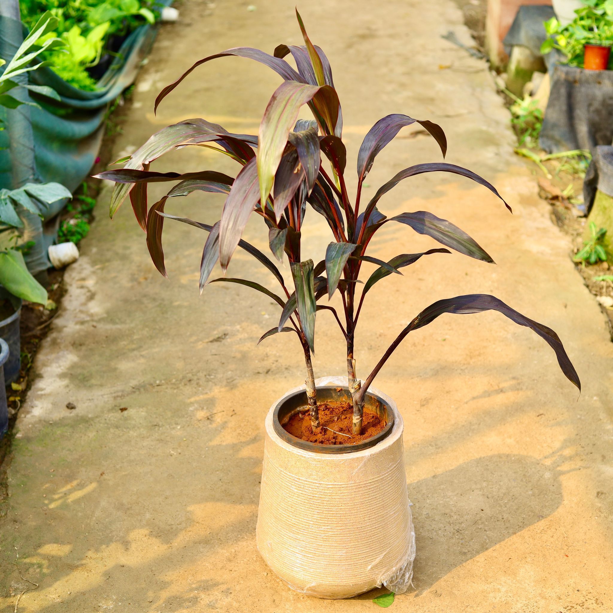 Dracaena Chocolate in 12 X 12 Inch Sandstone Premium Sierra Fiberglass Planter- Durable large size decorative fiber pot for indoor outdoor plants with 5 year warranty