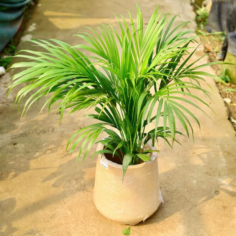 Areca Palm (~ 3 ft) in 12 X 12 Inch Sandstone Premium Sierra Fiberglass Planter- Durable large size decorative fiber pot for indoor outdoor plants with 5 year warranty