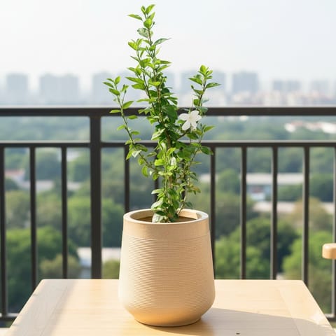 Hibiscus / Gudhal White in 12 X 12 Inch Sandstone Premium Sierra Fiberglass Planter- Durable large size decorative fiber pot for indoor outdoor plants with 5 year warranty