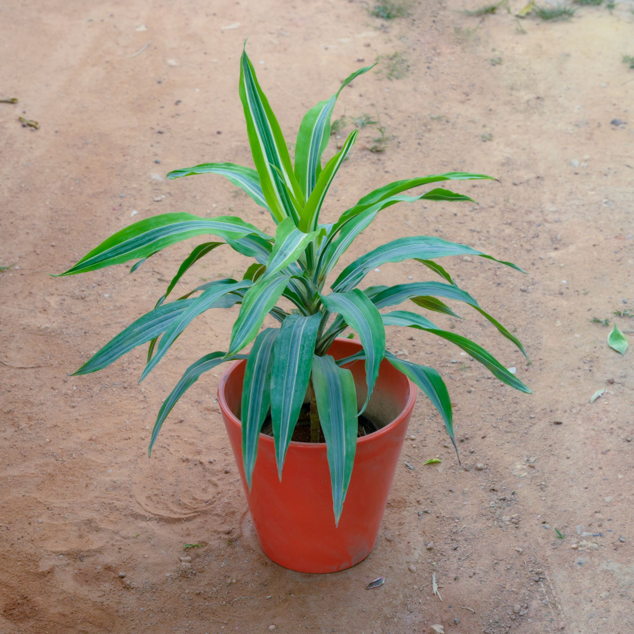 Dracaena Green in 10 Inch Orange Balti Designer Ceramic Pot