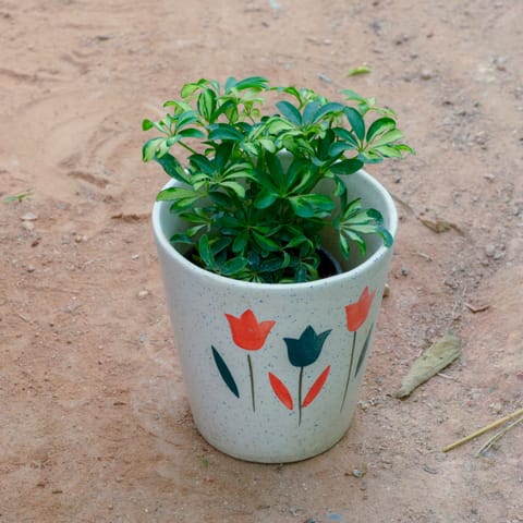 Schefflera Green Dwarf in 7 Inch Live Fresh Plant White Balti Designer Ceramic Pot (Any Design) in Karol Bagh