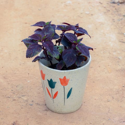 Coleus (Any Colour) (Any Design) in 7 Inch Live Plant White Balti Designer Ceramic Pot (Any Design)
