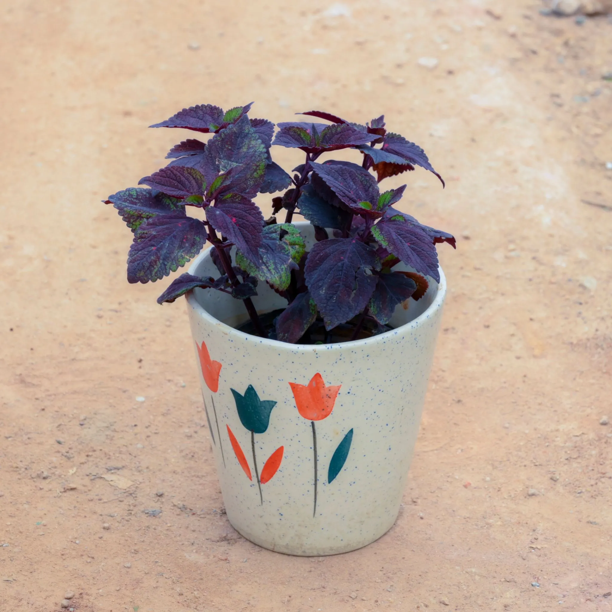 Coleus (Any Colour) (Any Design) in 7 Inch White Balti Designer Ceramic Pot (Any Design)