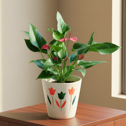 Anthurium (Any Colour) in 7 Inch White Balti Designer Ceramic Pot (Any Design)