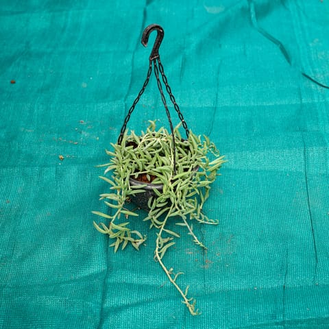 String of Banana in 6 Inch Hanging Pot