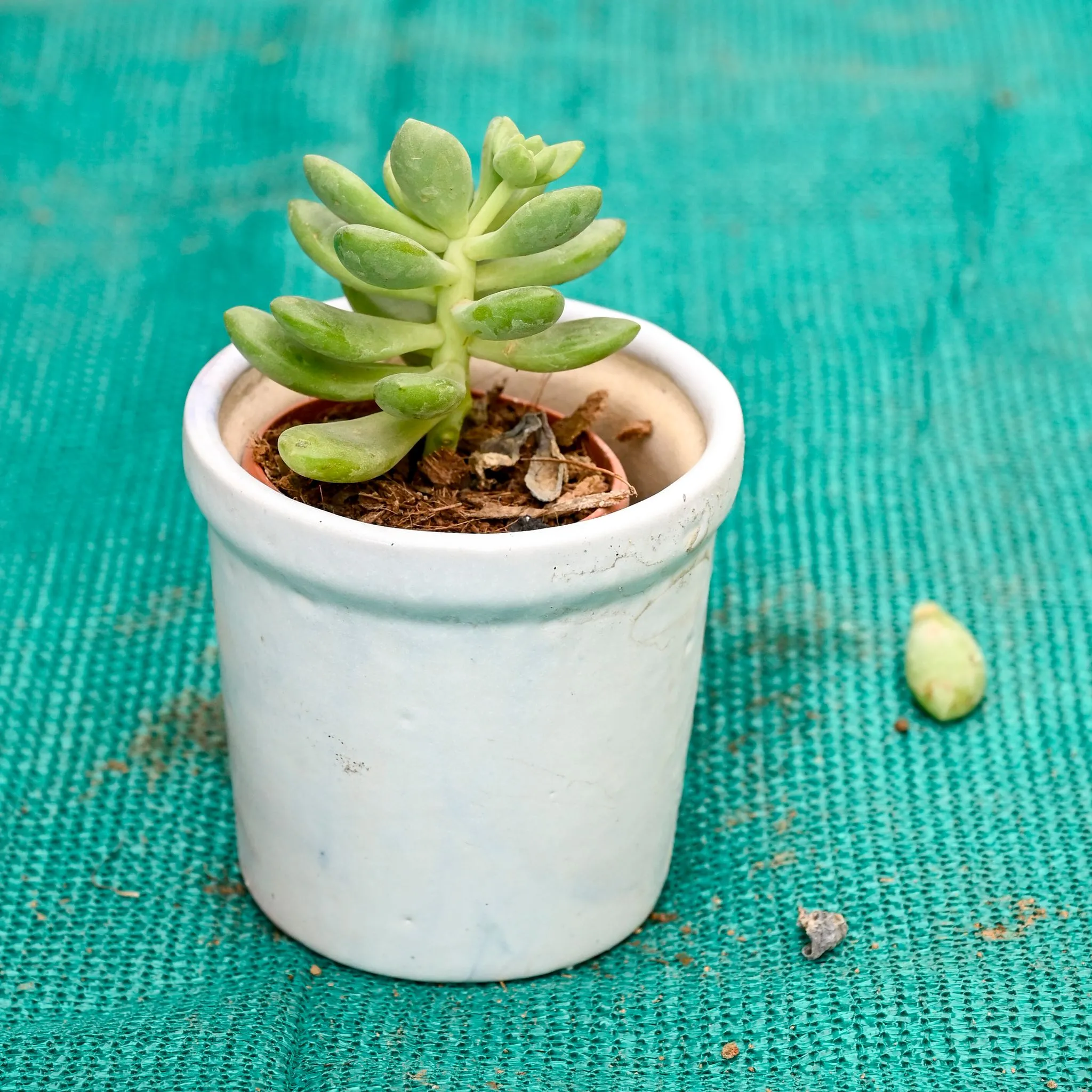 Moonstone Succulent in 4 Inch Ceramic Pot (Any Colour)