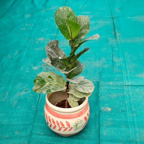 Fiddle Leaf in 7 Inch Live Plant Premium Round Ceramic Pot (Any Colour)