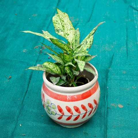 Aglaonema Snow White in 7 Inch Premium Round Ceramic Pot (Any Colour)